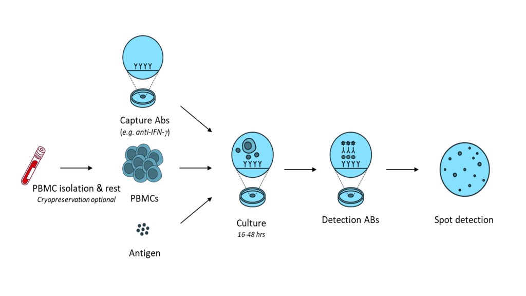 Schematic overview of the ELIspot or fluorospot assay using PBMCs to determine antigen specific reactions based on cytokine production as a biomarker